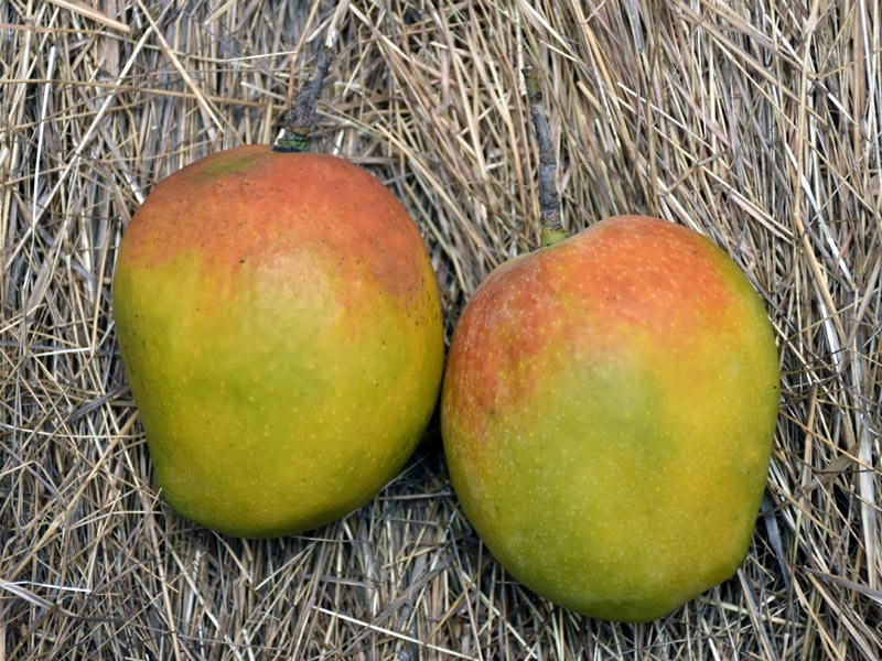 Payri Mango